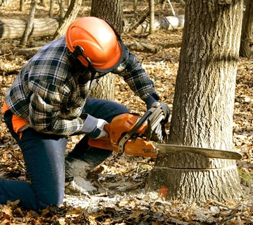 Tree Removal in Coloma, MI